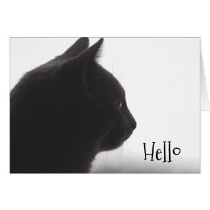 Hello From A Kitty Cat