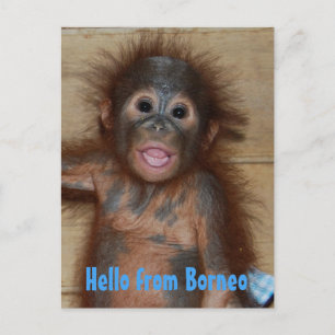 Hello from Borneo Orangutan Orphan Rescue Postcard