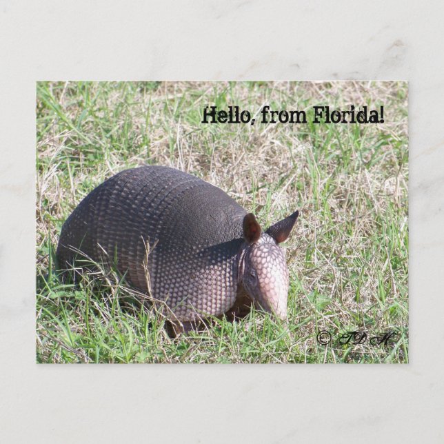 Hello, from Florida! Postcard (Front)