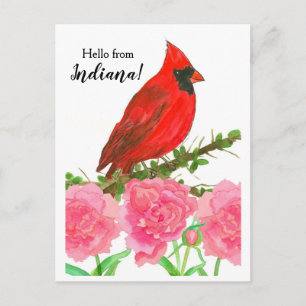 Hello from Indiana Red Male Cardinal Bird Postcard