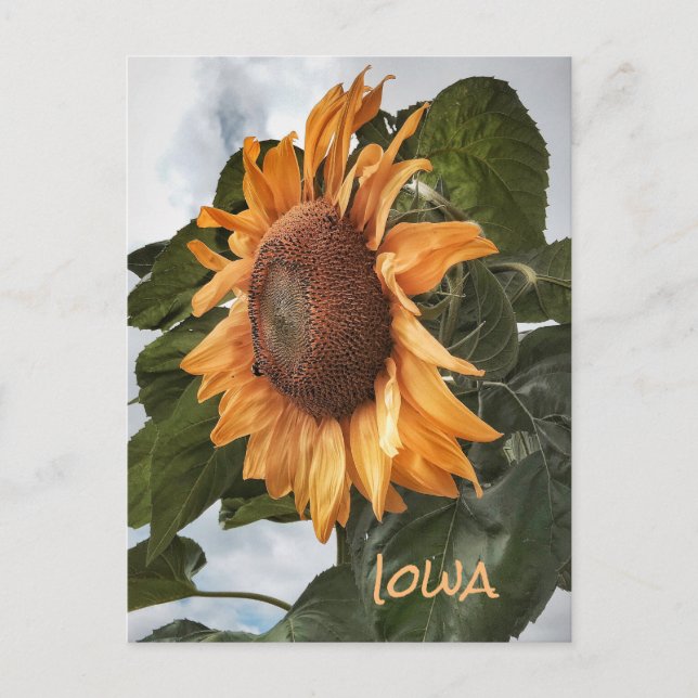 Hello From Iowa Postcard (Front)