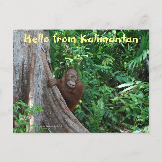 Hello from Kalimantan Borneo Indonesia Postcard (Front)