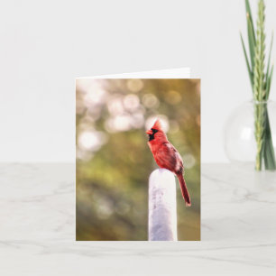 Hello from Mr. Cardinal Note Card 