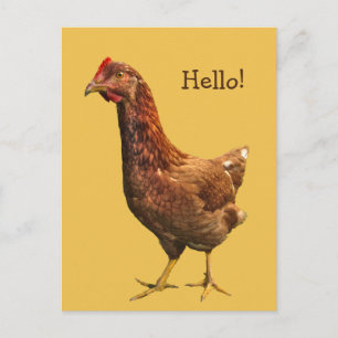 Hello from Red Hen Chicken Postcard
