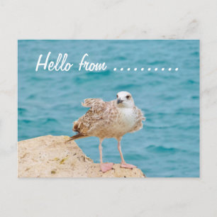 Hello from........Seagull Postcard