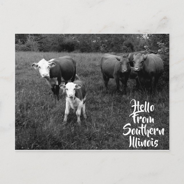 Hello From Southern Illinois Postcard w Cattle (Front)