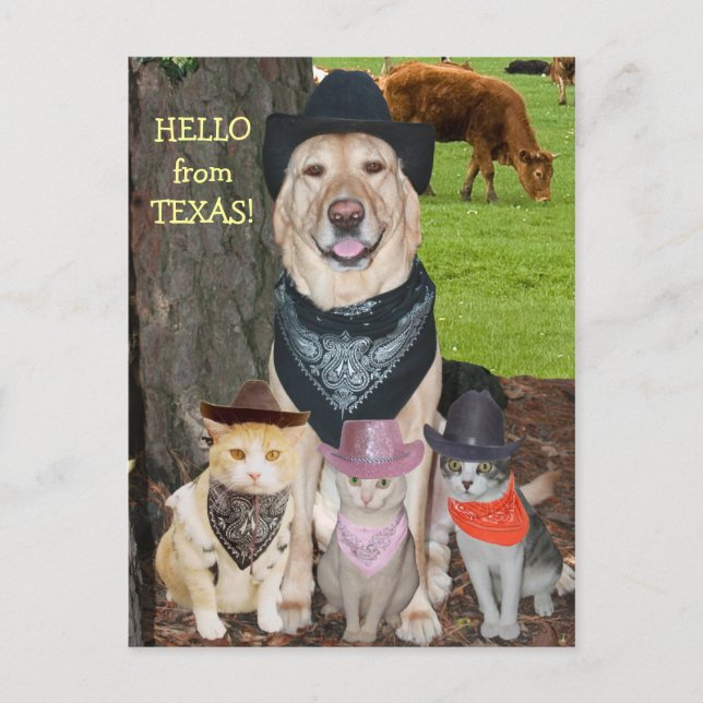 Hello from Texas! Postcard (Front)
