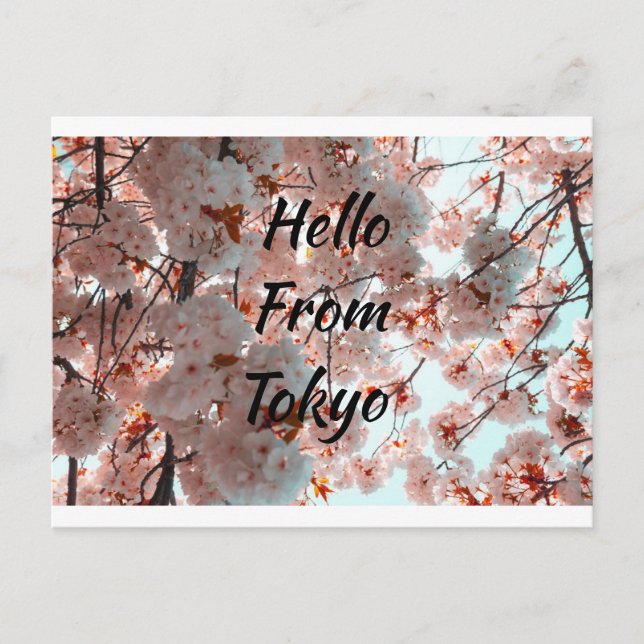 Hello From Tokyo beautiful Sakura flower Postcard (Front)