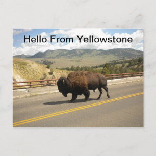 Hello From Yellowstone  Postcard
