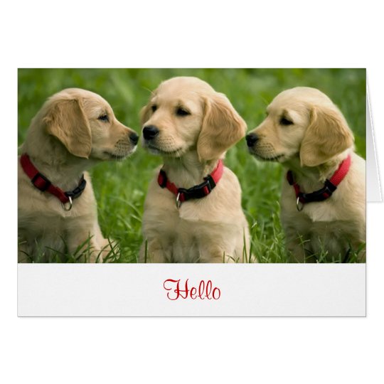 Hello Golden Retriever Puppies Blank Note Card