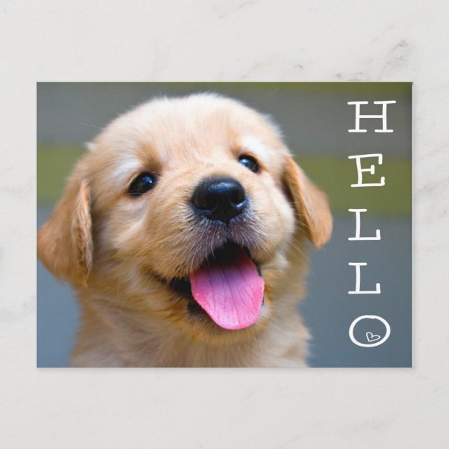 Hello Golden Retriever Puppy Dog Blank Postcard (Front)