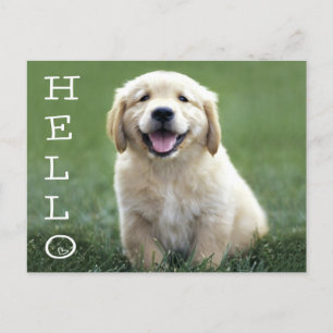 Hello Golden Retriever Puppy Dog Blank Postcard