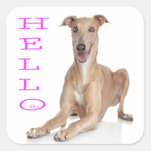 Hello Greyhound Puppy Dog Square Sticker