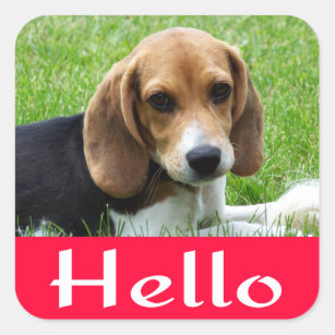 Hello / Hi Beagle Puppy Dog Red Greeting Sticker