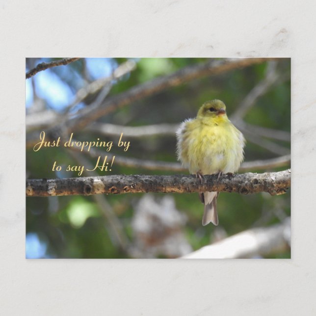Hello, Hi, Bird-American Goldfinch Postcard (Front)