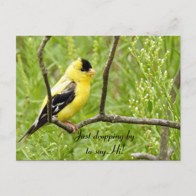 Hello, Hi, Bird-American Goldfinch Postcard (Front)