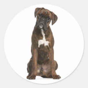 Hello / Hi Boxer Puppy Dog Greeting Sticker
