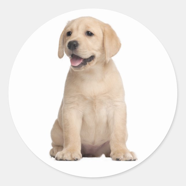 Hello / Hi  Labrador Retriever Puppy Dog Stickers (Front)