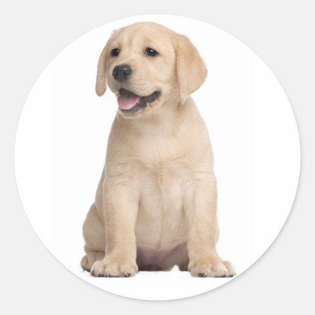 Hello / Hi  Labrador Retriever Puppy Dog Stickers (Front)