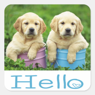 Hello / Hi  Labrador Retriever Puppy Dog Stickers