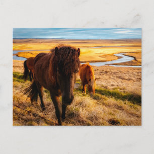 Hello Horse Postcard