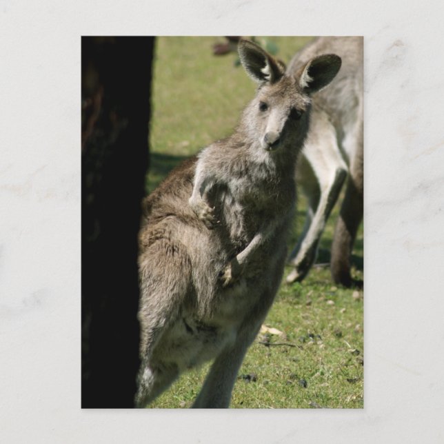 Hello Kanga Postcard (Front)