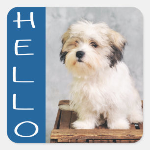 Hello Maltese Puppy Dog Stickers / Seals