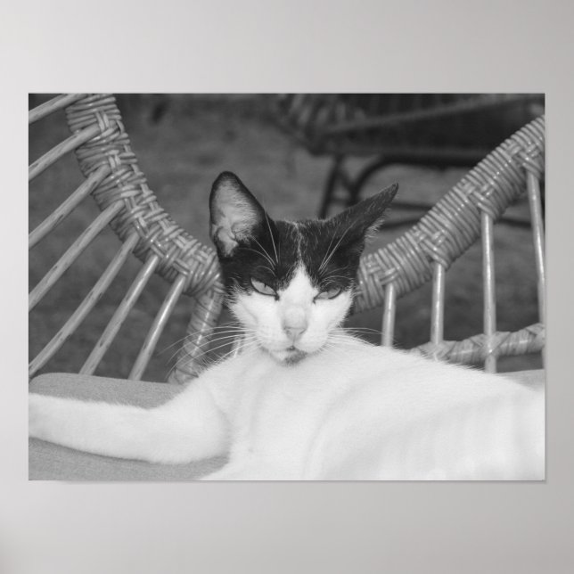 Hello, Meow... Poster (Front)