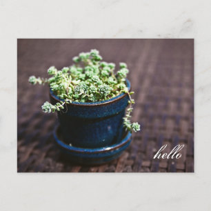 Hello Mini Succulents Postcard