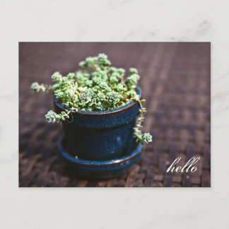 Hello Mini Succulents Postcard