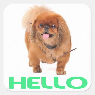 Hello Pekingese Puppy Dog Green Sticker / Seal