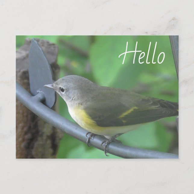 Hello Photograph of cute Warbler Bird Postcard (Front)