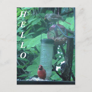 Hello Photograph of Female and Male Cardinal Postcard