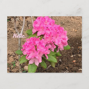 Hello Pink Rhododendron Flowers Postcards