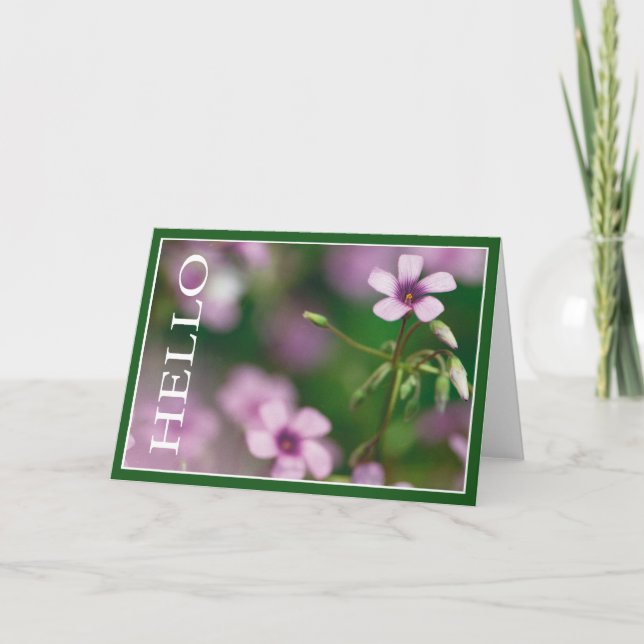 Hello - Pink Wood Sorrel Greeting Card (Front)