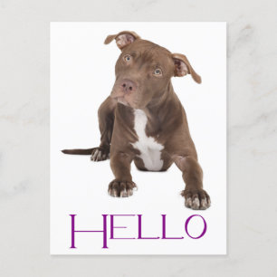 Hello Pit Bull Puppy Dog Blank Postcard