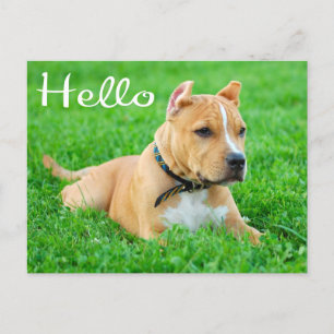 Hello Pit Bull Puppy Dog Blank Postcard