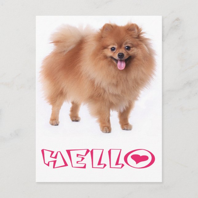 Hello Pomeranian Puppy Dog Blank Post Card (Front)