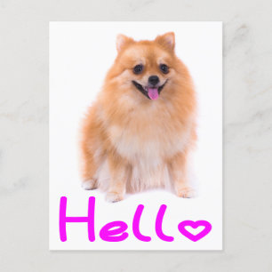 Hello Pomeranian Puppy Dog Blank Post Card