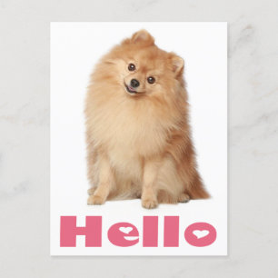 Hello Pomeranian Puppy Dog Blank Post Card