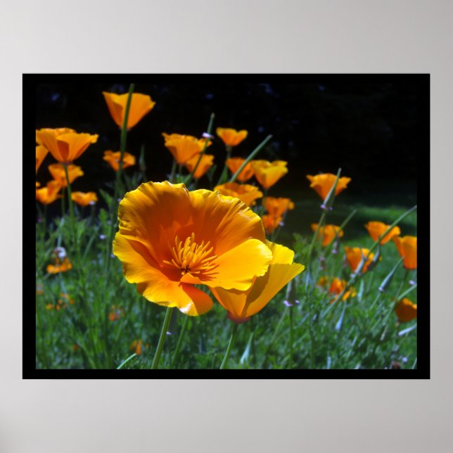 Hello Poppies Large Posters & Prints (Front)