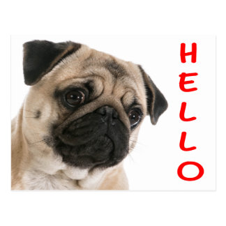 hello pug puppy greeting postcards zazzle co uk hello pug puppy greeting postcards zazzle co uk