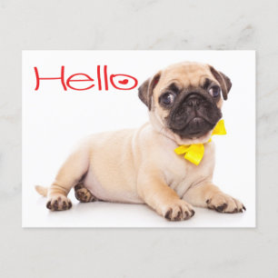 Hello Pug Puppy Dog Greeting Postcard