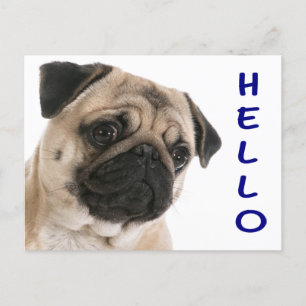 Hello Pug Puppy Dog Greeting Postcard