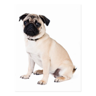 hello pug pug puppy gifts t shirts posters other gift ideas zazzle hello pug pug puppy gifts t shirts posters other gift ideas zazzle