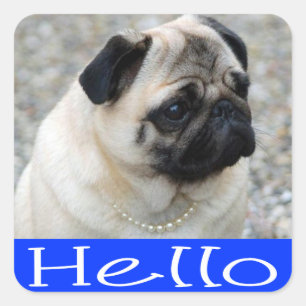 Hello Pug Puppy Dog  Sticker / Label