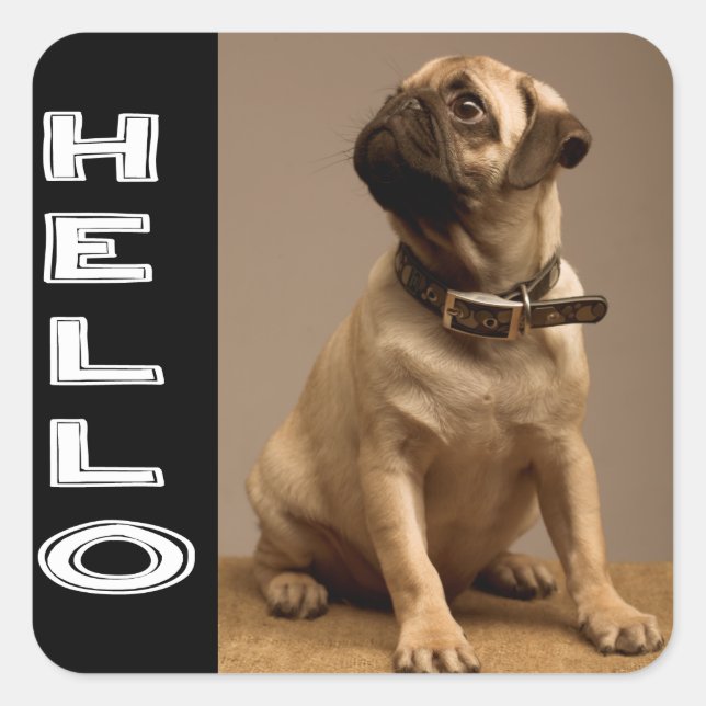 Hello Pug Puppy Dog  Sticker / Label (Front)