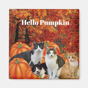 Hello Pumpkin Fall Season Cats in Pumpkin Patch Magnet