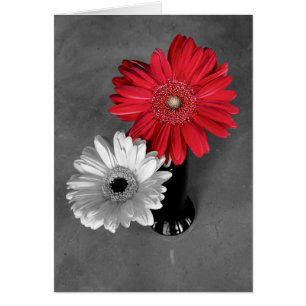 Hello Red Colour Splash Gerber Daisy Photo