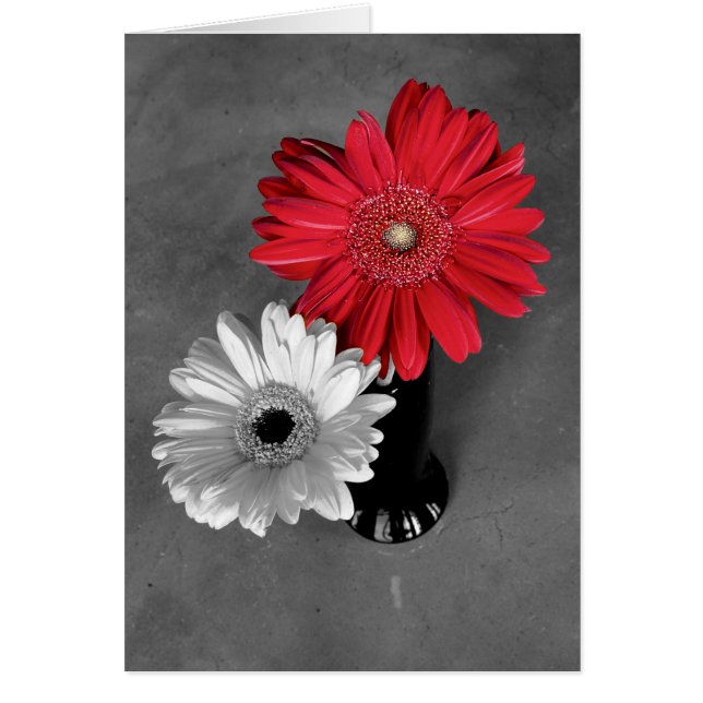 Hello Red Colour Splash Gerber Daisy Photo (Front)